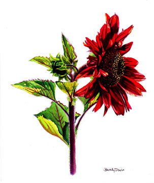 Red Sunflower Print