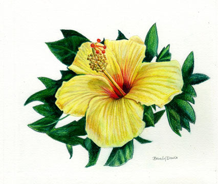 Yellow Hibiscus Print